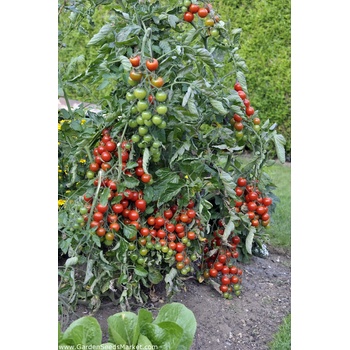 Image 1 of Seklos Чери домати червени Перлички Gartenperle