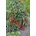 Seklos Чери домати червени Перлички Gartenperle