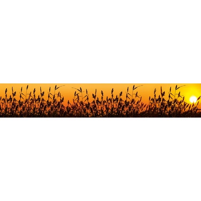 Dimex KI350-128 Fototapeta za linku Reeds rozměry 350 x 60 cm