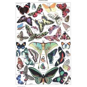 Grafika Art Puzzle - Puzzle Illustration from Larousse pour Tous : Butterflies - 1 000 piese