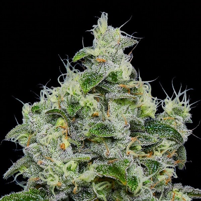 Anesia Seeds Dankberry Auto semienka neobsahujú THC 10 ks