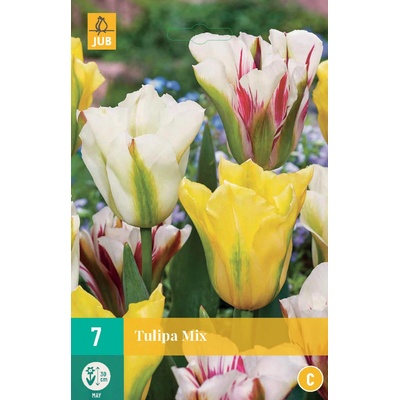 JUB Tulipán Viridiflora mix