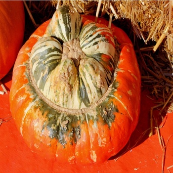 Tekvica Cisárska čiapka - Cucurbita pepo - semená tekvica - 5 ks