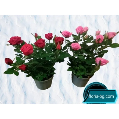 РОЗА САКСИЯ