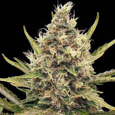 G13 Labs Seeds White Critical semena neobsahují THC 5 ks