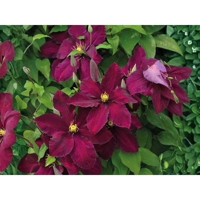 Plamienok Jackmanov Niobe, výška 50-60cm, kvetináč 15 cm