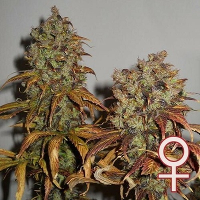KC Brains Seeds Mango semena neobsahují THC 5 ks