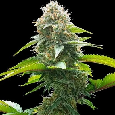 Spliff Seeds AK regular semienka neobsahujú THC 5 ks