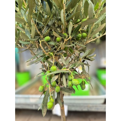 OLEA EUROPEA 17/50cm