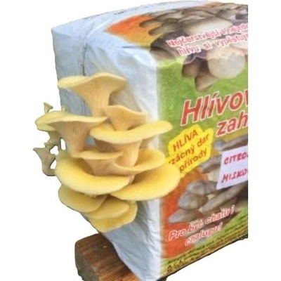 Substrát hlíva citronová - 15 l