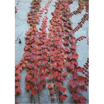Prisavnik Trojcipy Prodej (prisavníku trojcípého, Parthenocissus tricuspidata, často širší, odborné poradenství) Prisavnik Trojcipy Prodej