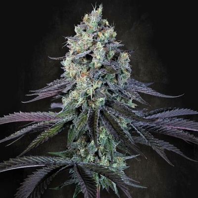 Paradise Seeds Purple Mints semena neobsahují THC 3 ks