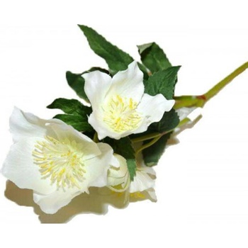Florissima! Vianočná ruža biela 33cm