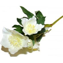 Florissima! Vianočná ruža biela 33cm