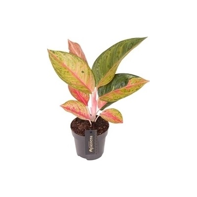Gardners Aglaonema Gala Red, průměr 12 cm Aglaonema, Spící panna