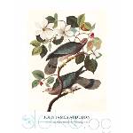  Принт Band-tailed Pigeon, Джон Джеймс Одюбон - репродукция (Print1044)