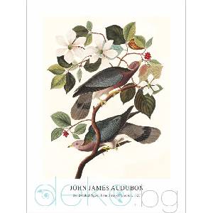  Принт Band-tailed Pigeon, Джон Джеймс Одюбон - репродукция (Print1044)