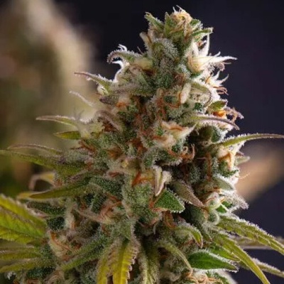 PowerStrains Wedding Cake semena neobsahují THC 5 ks
