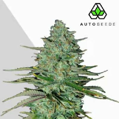 Auto Seeds Apple Fritters Autosemena neobsahují THC 3 ks