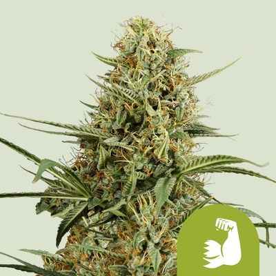 Royal Queen Seeds HulkBerry Auto Balenie: 1 ks 0% THC
