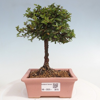 e-bonsai Venkovní bonsai - Ulmus parvifolia Sagei - Malolistý jilm