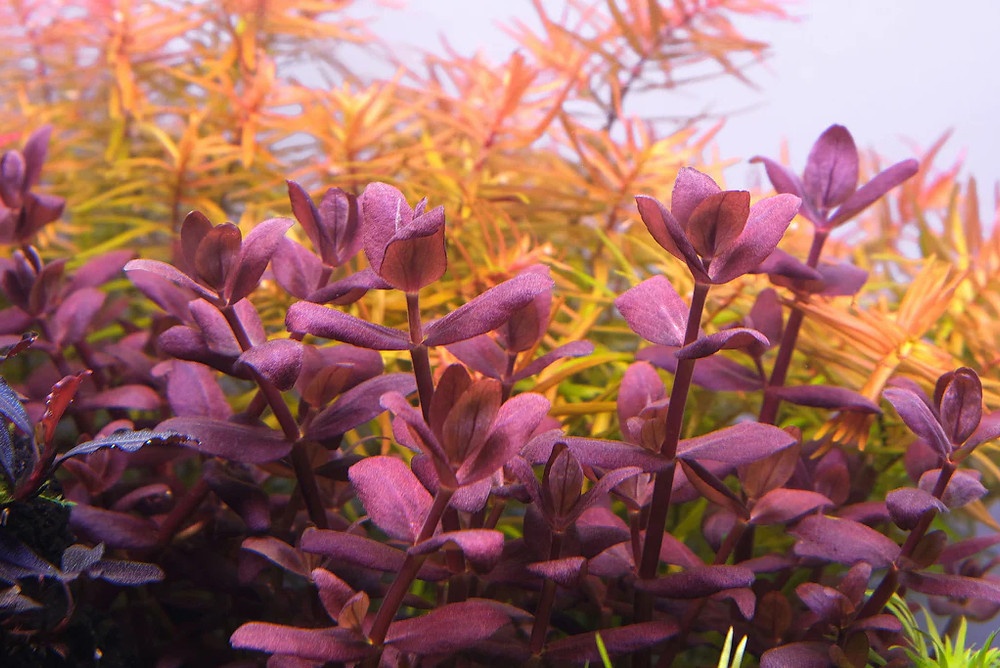 Bacopa Purple