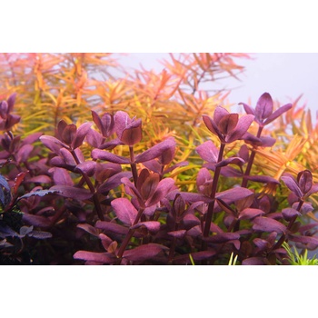 Bacopa Purple