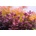 Bacopa Purple