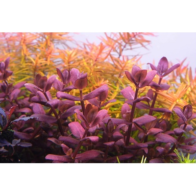 Bacopa Purple