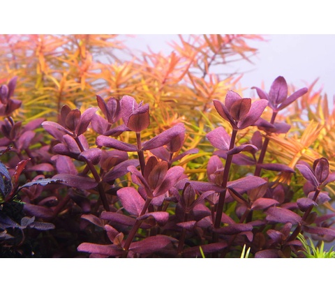 Bacopa Purple