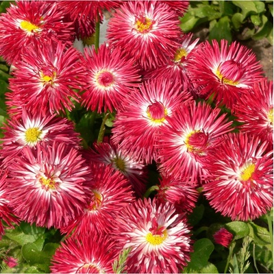 Sedmokráska Roggli červená - Bellis perennis - semená sedmokrásky - 50 ks