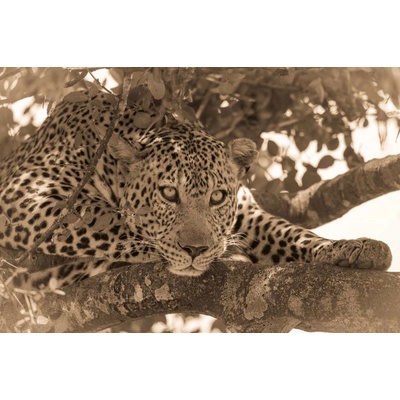 DIMEX MS-5-0594 Vliesová fototapeta na zeď Sépiový portrét leoparda, rozmery 375 x 250 cm