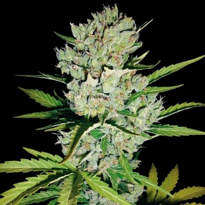 White Label Super Skunk Automatic semena neobsahují THC 5 ks