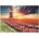 Educa - Puzzle Tulips landscape - 1 500 piese