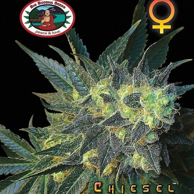 Big Buddha Seeds Chiesel Semienka neobsahujú THC 5 ks