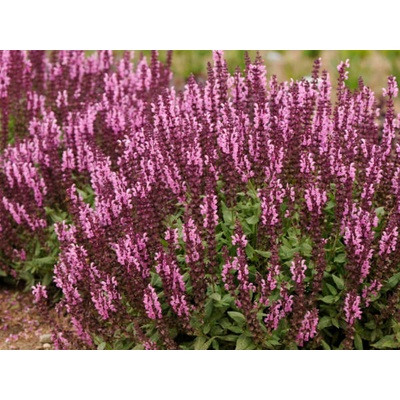Šalvia hájna Sensation Deep Rose Imp.