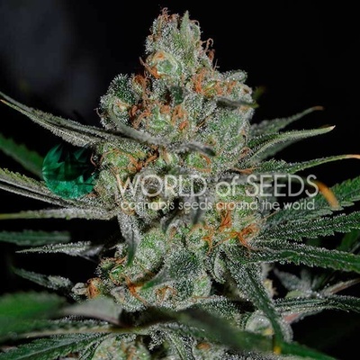 World of Seeds Afghan Kush Early Harvest semienka neobsahujú THC 3 ks