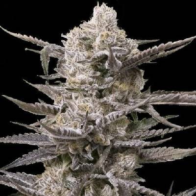 Advanced Seeds Watermelon OG semena neobsahují THC 3 ks
