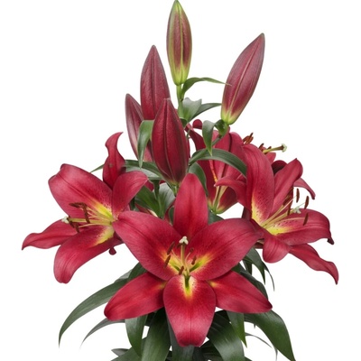 LILIUM OT TOUCHSTONE 100 cm/5+ LIMITED
