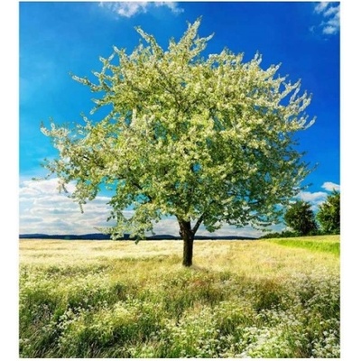 DIMEX ART Флизелинов фототапет дърво на поляната 225 x 250 см