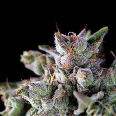 Pyramid Seeds Gorila semienka neobsahujú THC 5 ks