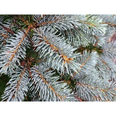 Smrk pichlavý Glauca Globosa (kontejner C5)