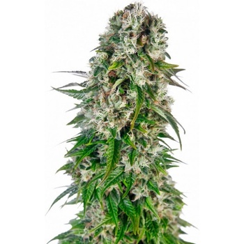 Sensi Seeds Big Bud semena neobsahují THC 10 ks