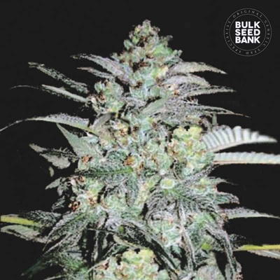 Bulk Seed Bank Mazar Extra semienka neobsahujú THC 100 ks