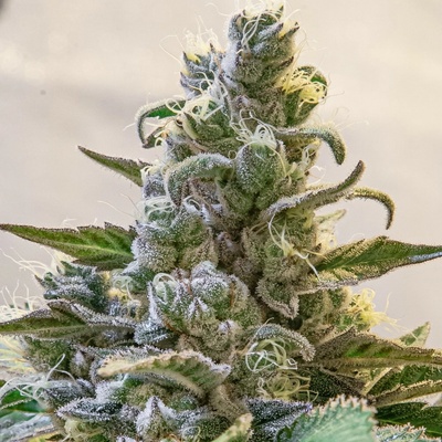High Speed Buds Lemon Cake AUTO semena neobsahují THC 5 ks