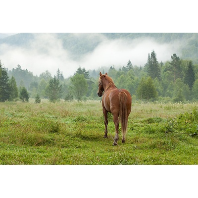 Obraz na plátne - Horse in nature