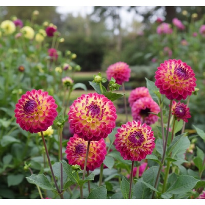 Jiřina 'Hapet Daydream' 1 ks