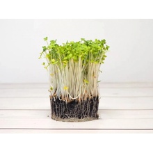 Microgreens Rukola na microgreens, 50 g