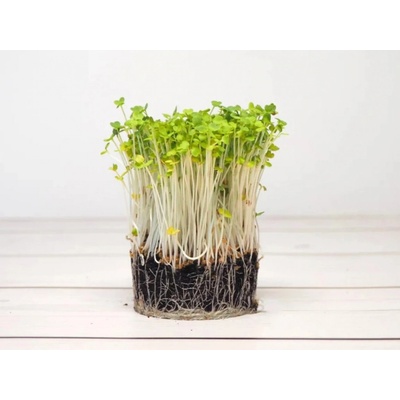 Microgreens Rukola na 50 g