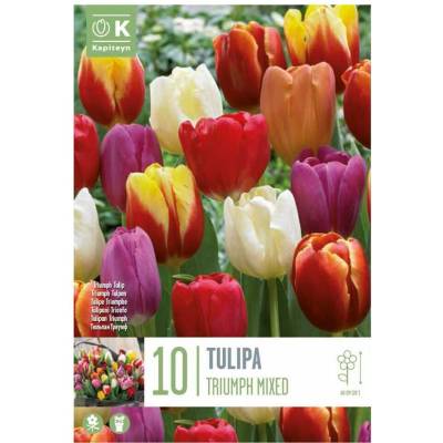 TULIPÁN TRIUMPH MIX COLOURS 10ks